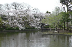 源平池の桜2